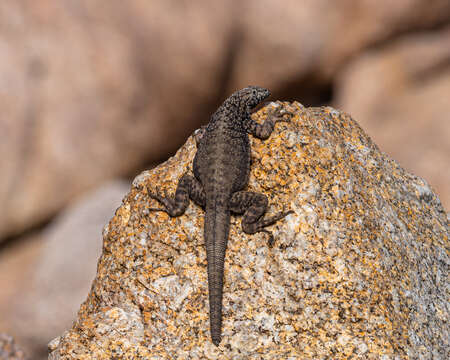 Image of Atacamen Pacific Iguana