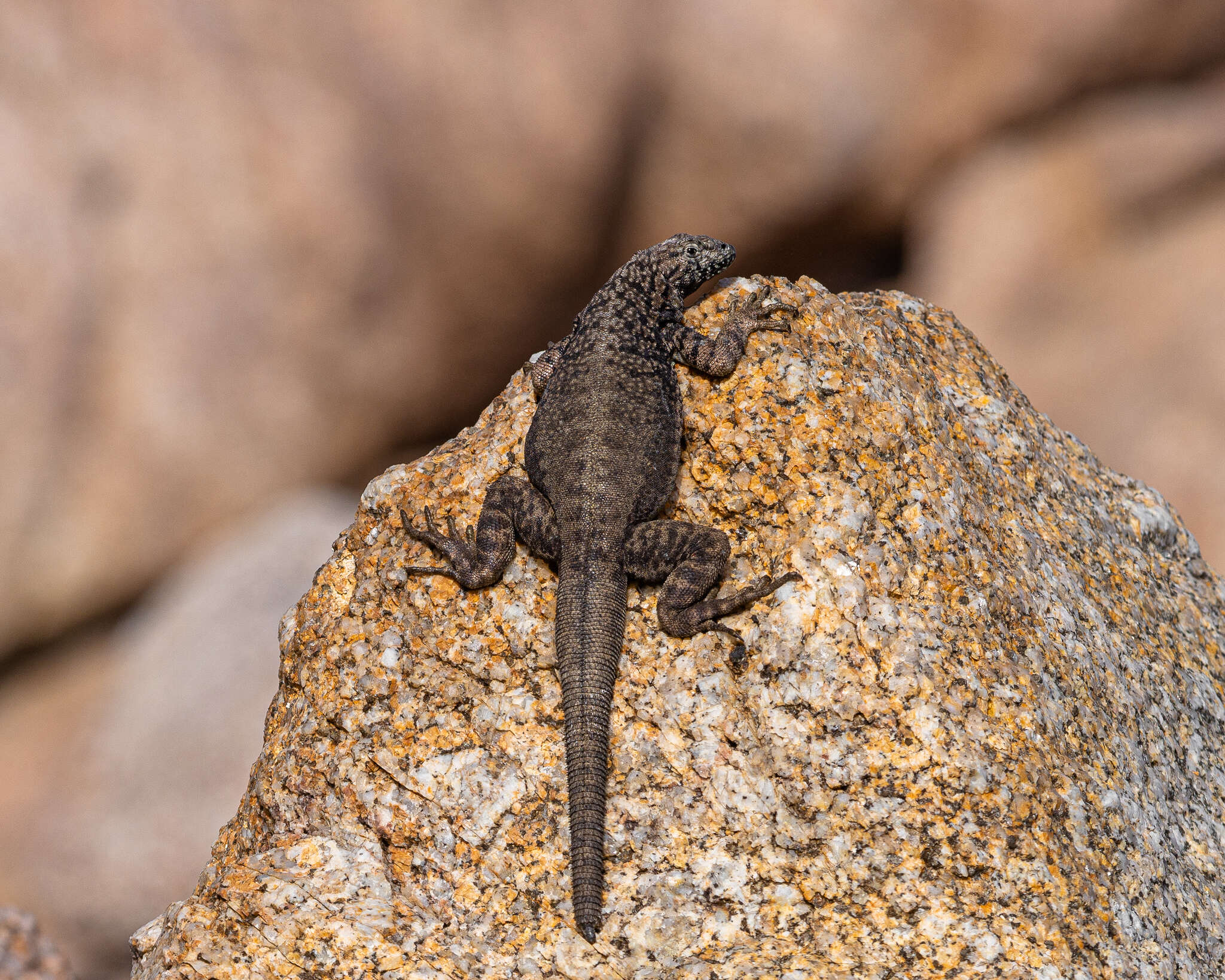 Слика од Microlophus atacamensis (Donoso-barros 1960)