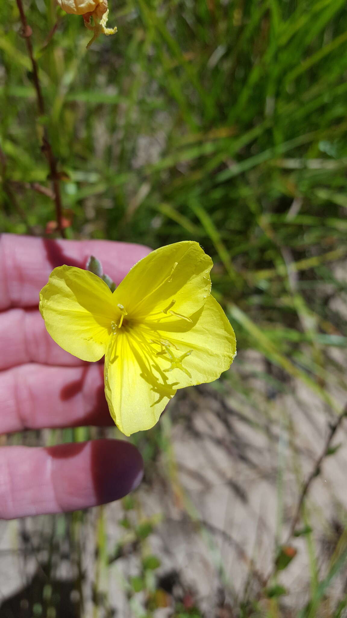 Oenothera heterophylla Spach的圖片