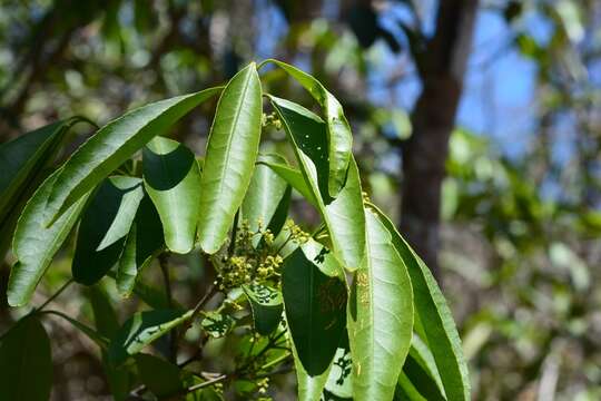 Слика од Pristimera celastroides (Kunth) A. C. Sm.