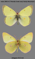 Plancia ëd <i>Colias philodice vitabunda</i> Hovanitz 1943