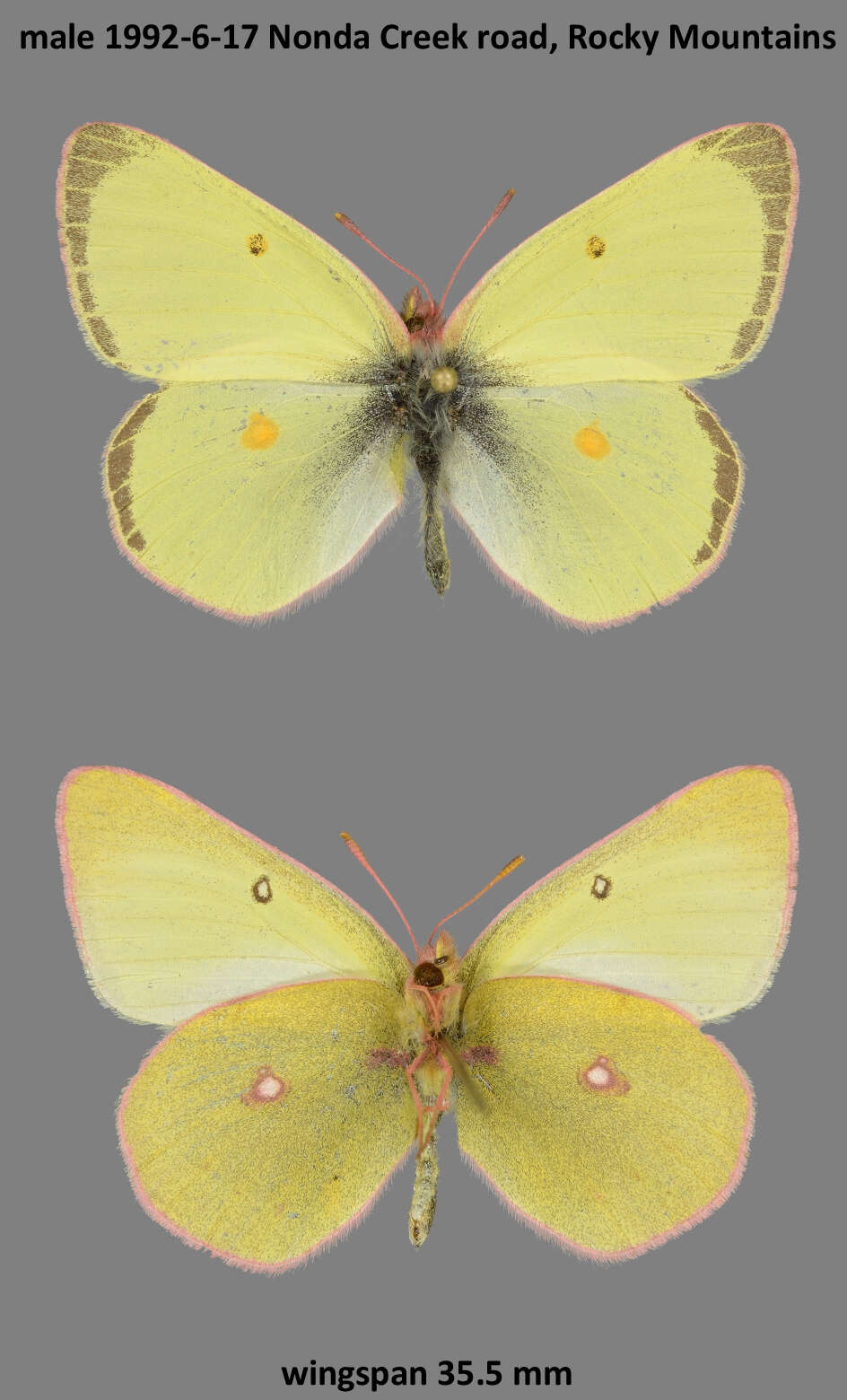 Plancia ëd <i>Colias philodice vitabunda</i> Hovanitz 1943