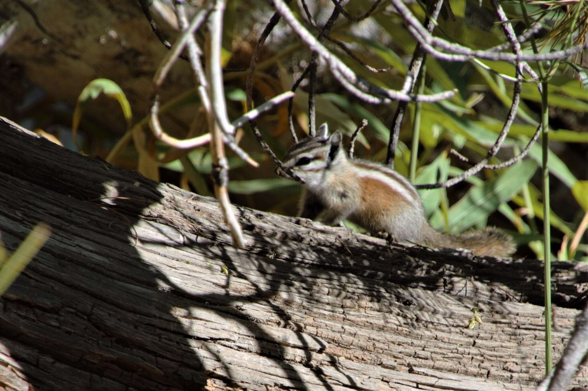 Image of Uinta Chipmunk