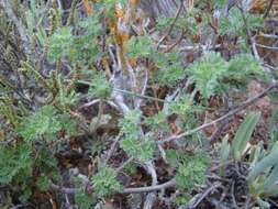 Image of Pelargonium abrotanifolium (L. fil.) Jacq.