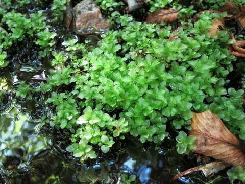 Image of Dotted Thyme-moss