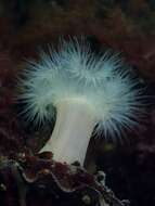 Image of Sea anemone