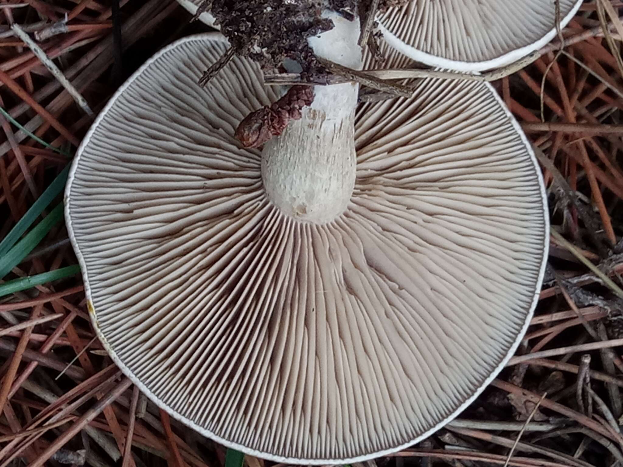 Image of Lactarius flexuosus (Pers.) Gray 1821