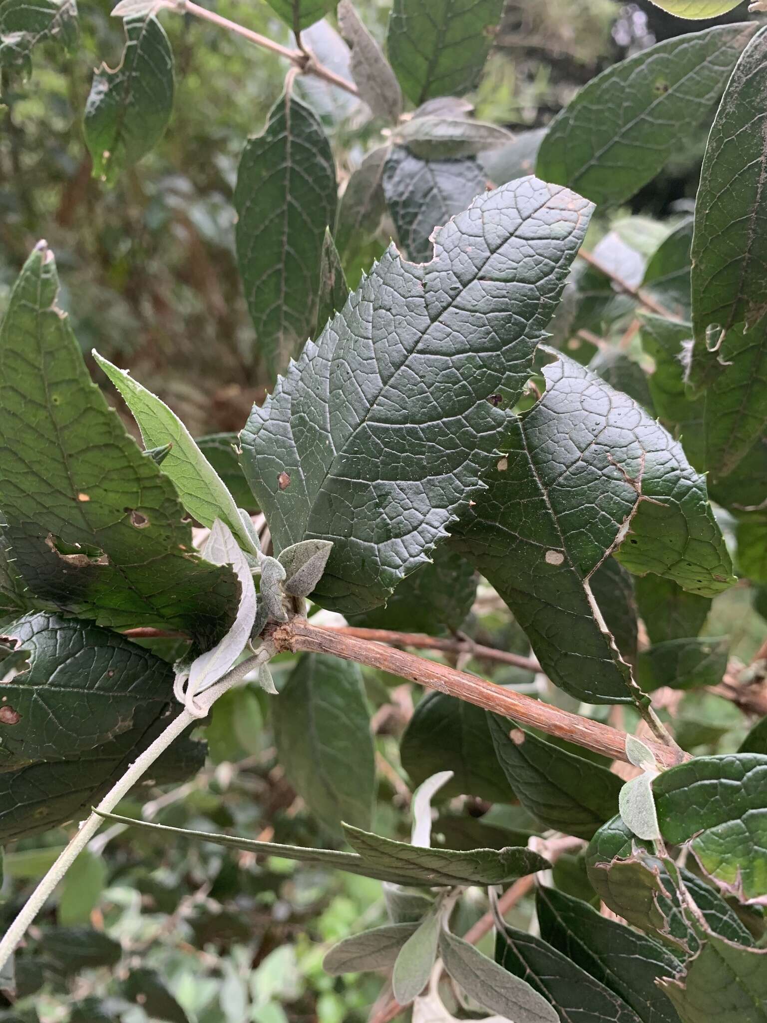 Image of Weeping sage