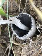 Image of Coprinopsis pseudonivea (Bender & Uljé) Redhead, Vilgalys & Moncalvo 2001