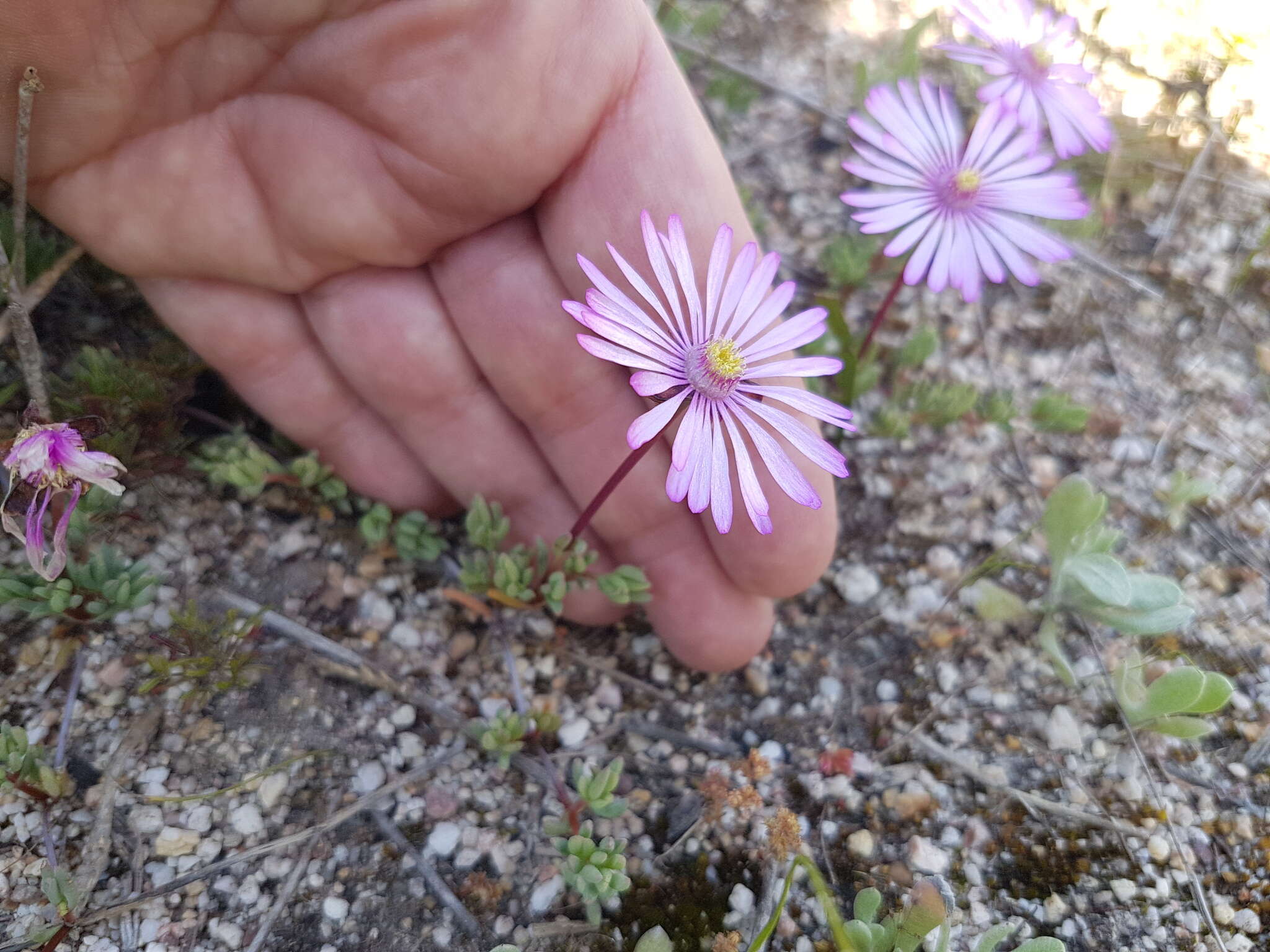 Image of Lampranthus peacockiae (L. Bol.) L. Bol.