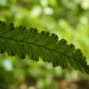 Image of jeweled bristle fern