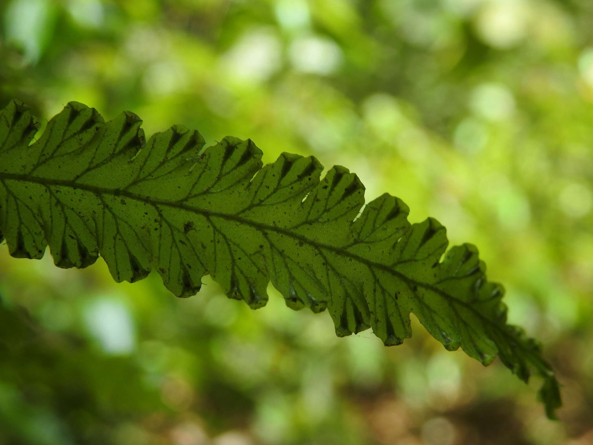 Image of jeweled bristle fern