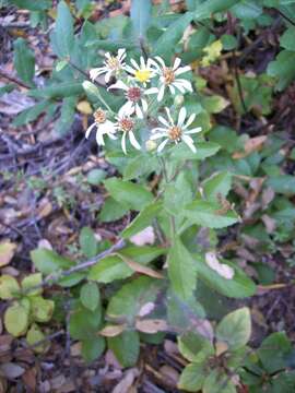 Image de Eurybia radulina (A. Gray) G. L. Nesom