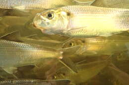 Image of Alewife