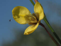 Image of Moraea bellendenii (Sweet) N. E. Br.