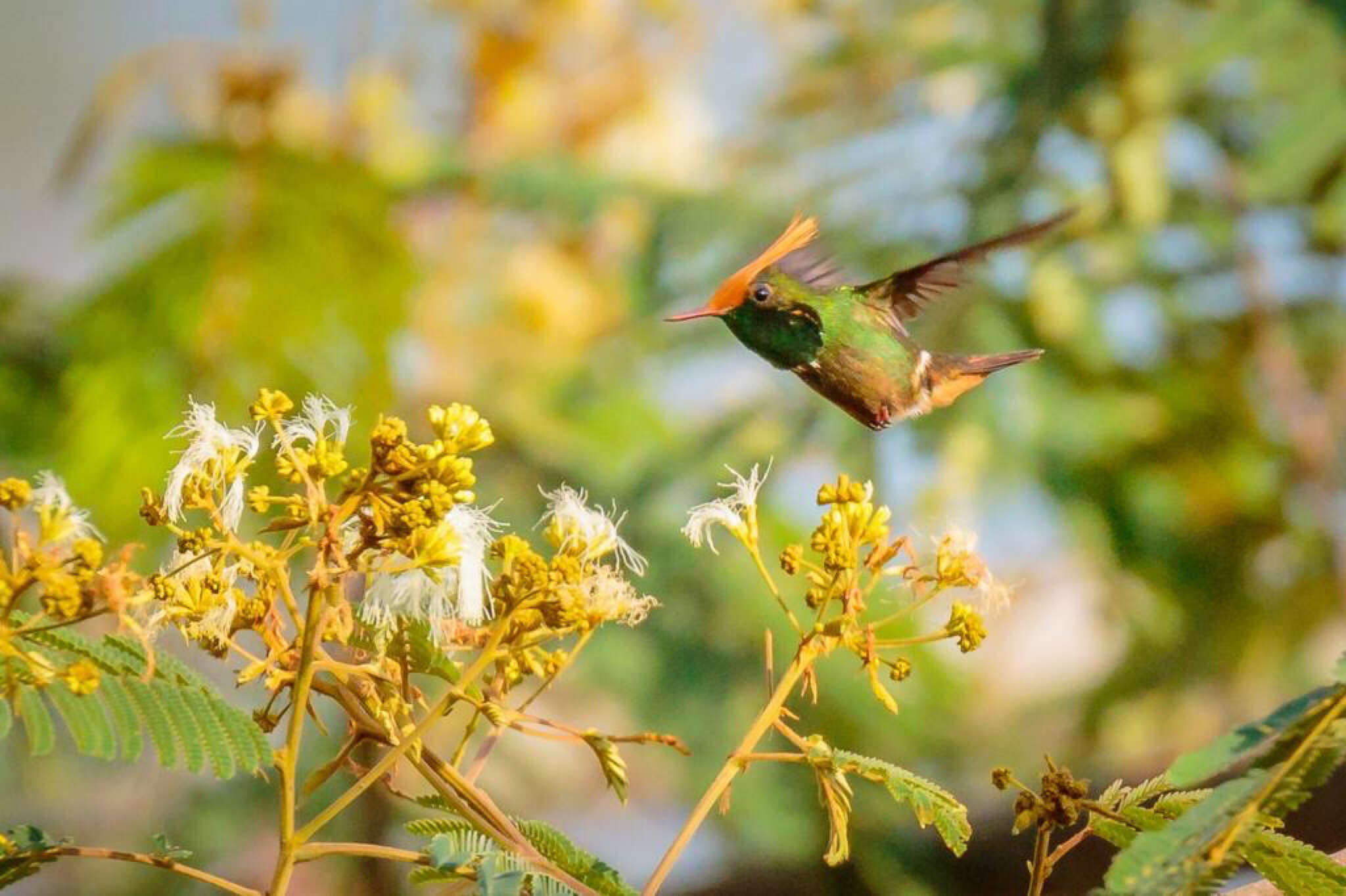 Lophornis delattrei (Lesson & R 1839) resmi