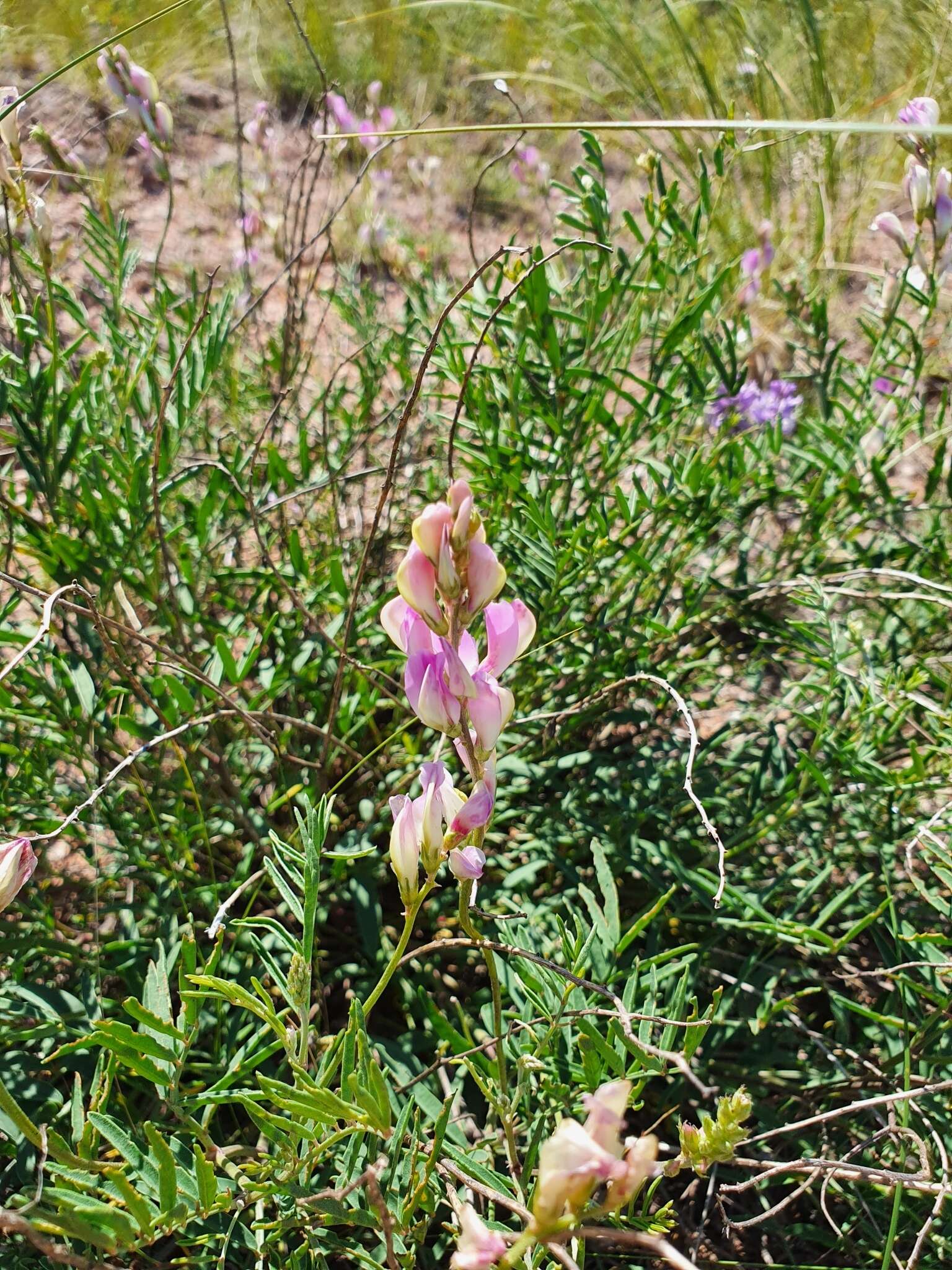 Image de Hedysarum razoumovianum DC.