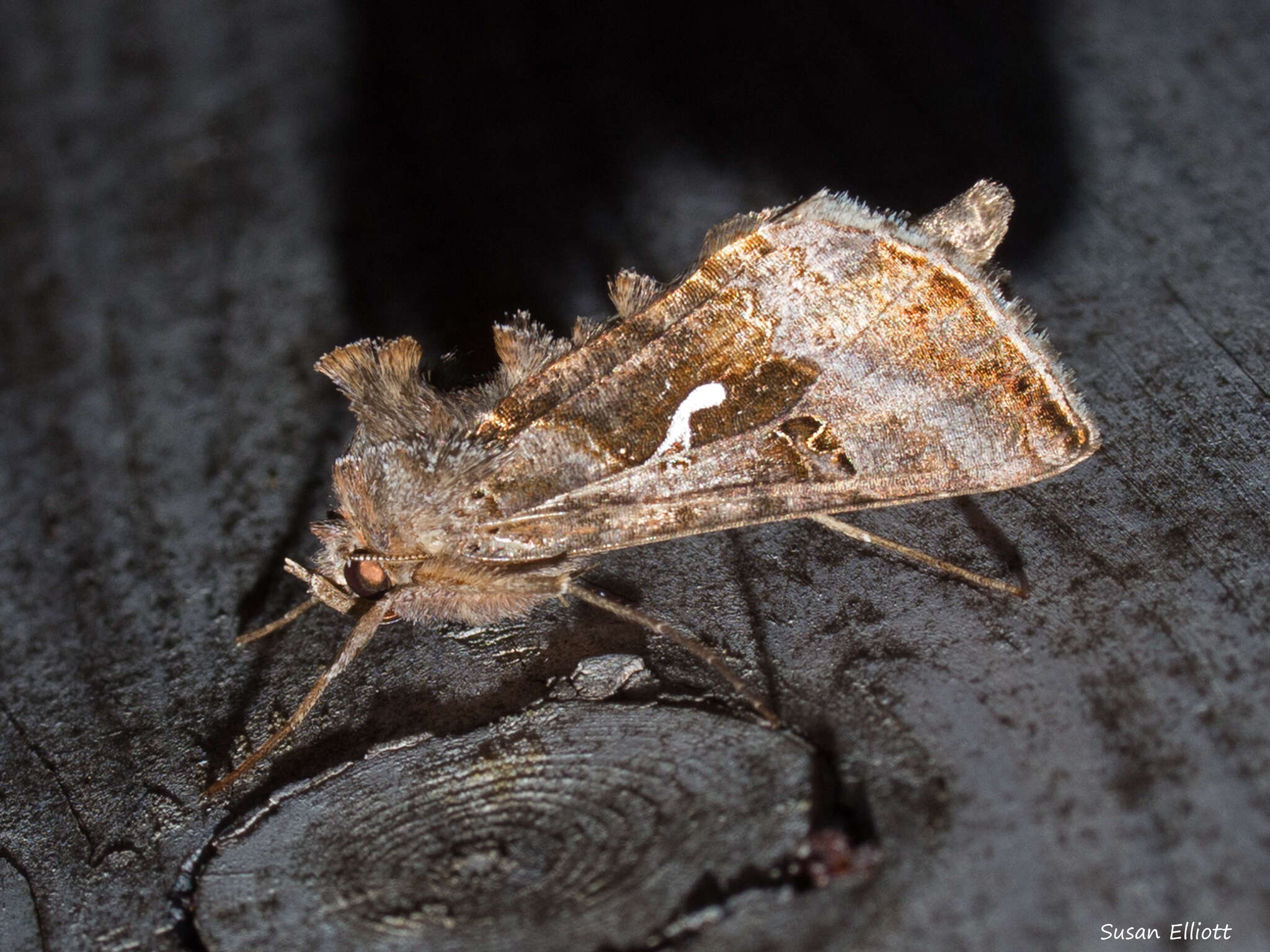 Image de Autographa precationis Guenée 1852