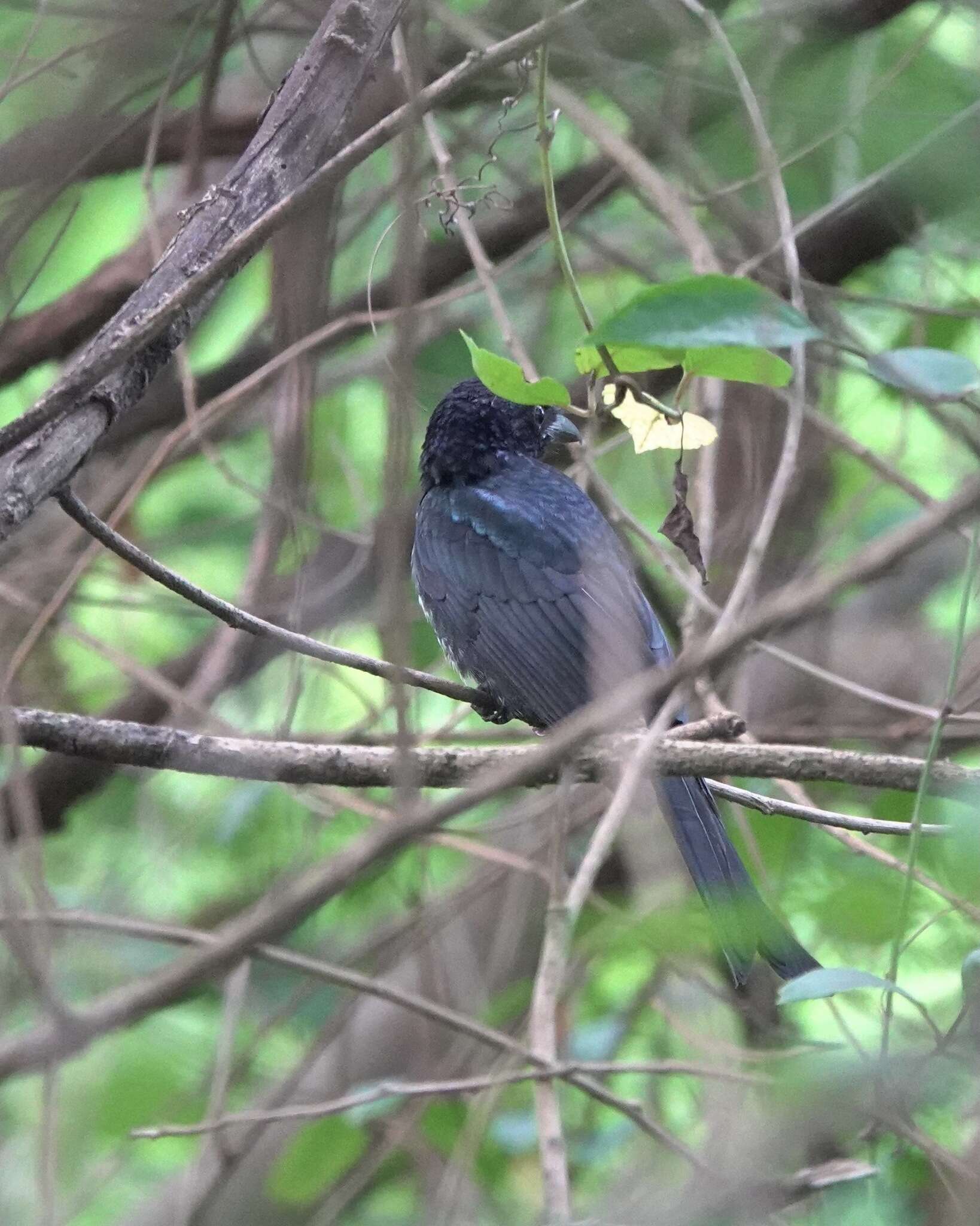 Image de Drongo à gros bec