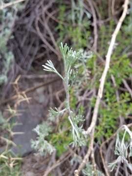 Image of Artemisia mendozana DC.