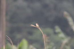 Plancia ëd Prinia inornata flavirostris (Swinhoe 1863)