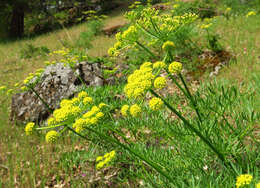 Image of Suksdorf's desertparsley