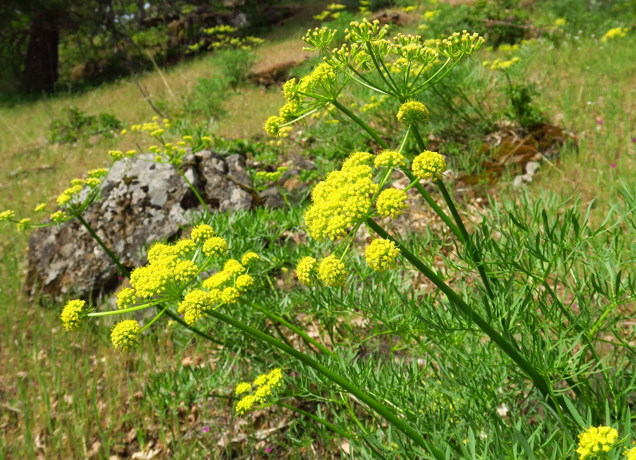 Image of Suksdorf's desertparsley