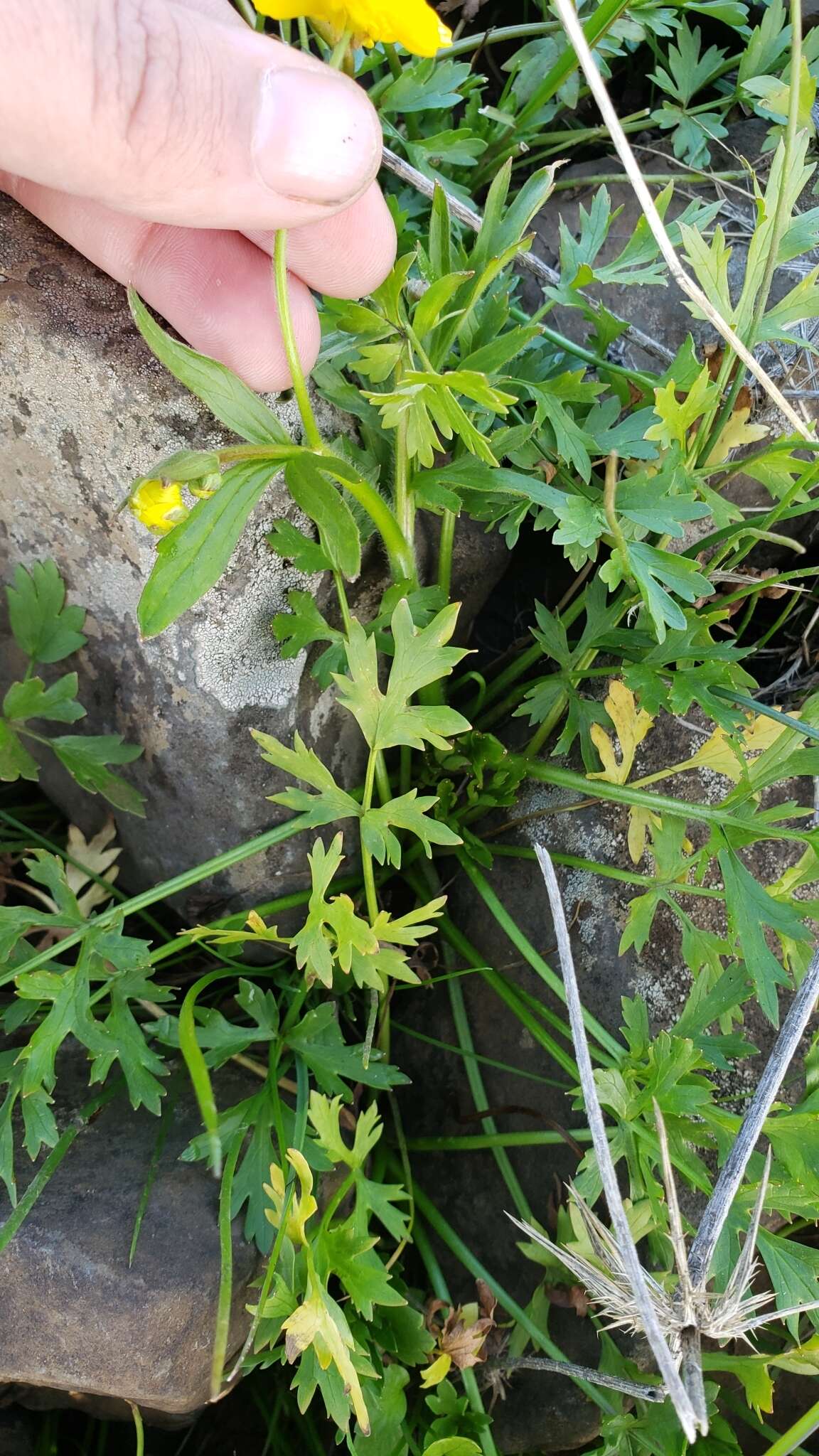 Image of Sacramento Valley Buttercup