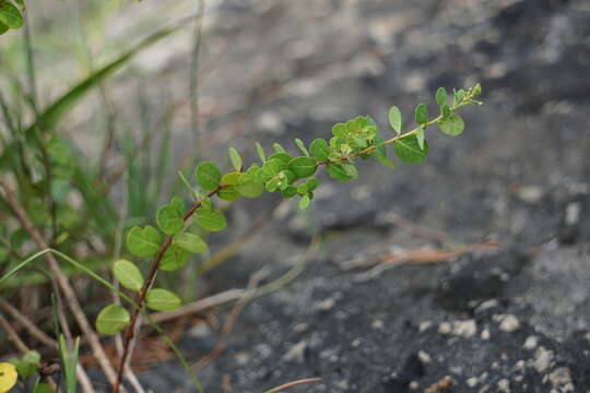 Image of Phyllanthopsis