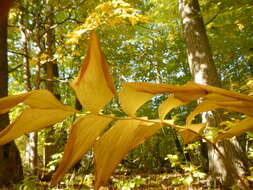 Polygonatum pubescens (Willd.) Pursh resmi