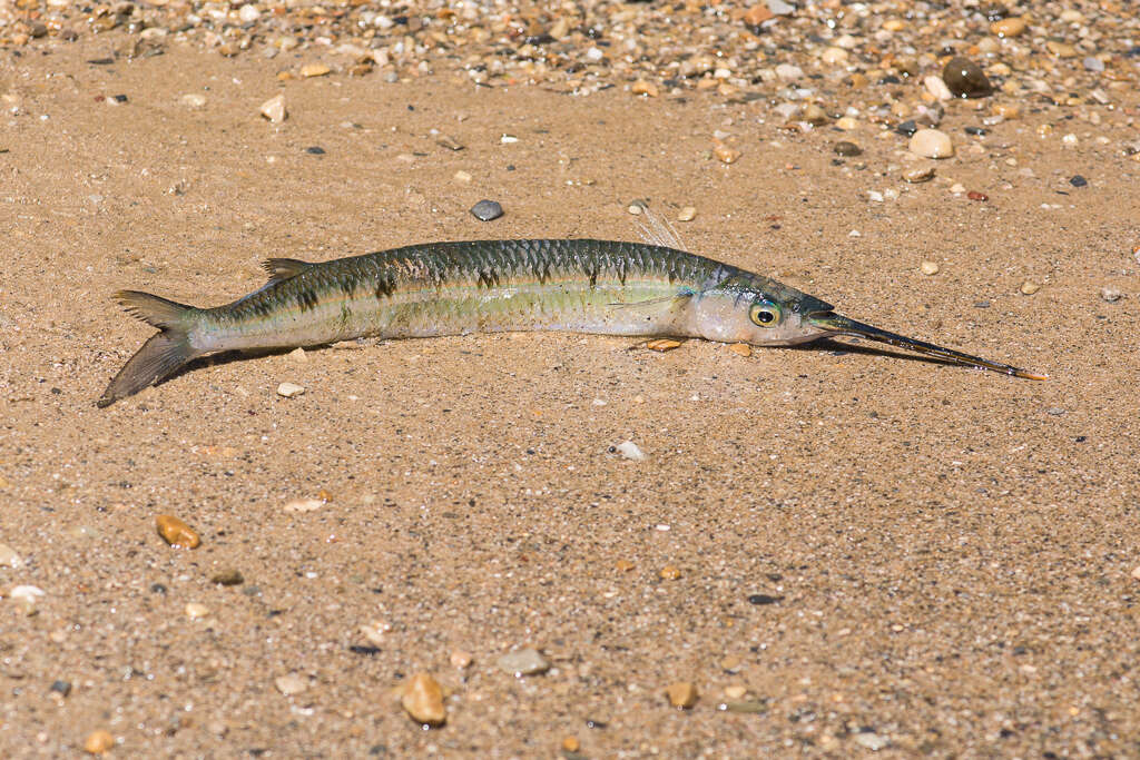 Image of Barred garfish