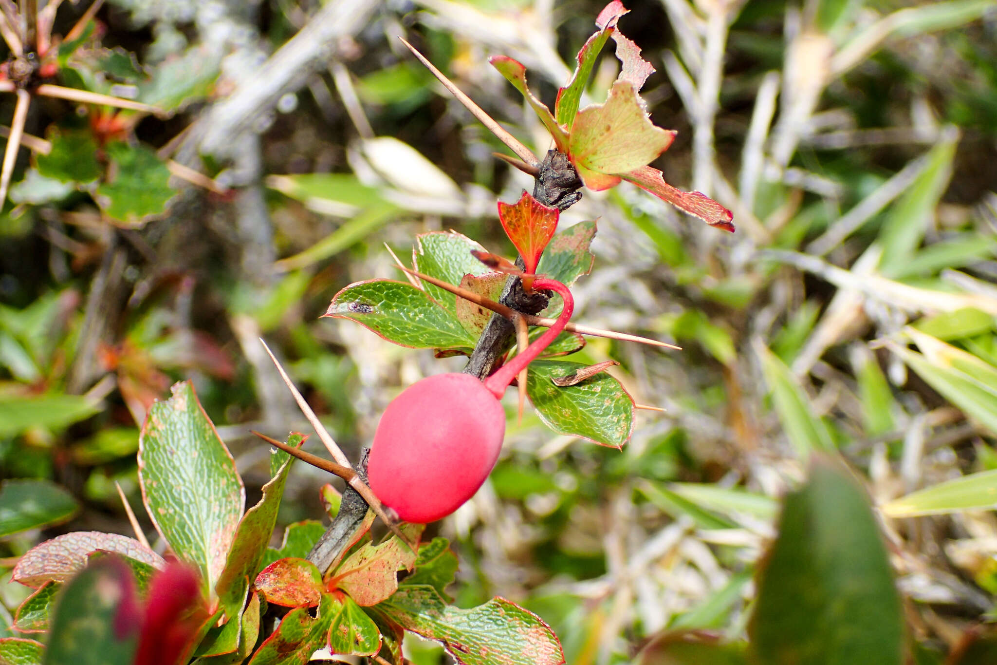 Imagem de Berberis morrisonensis Hayata