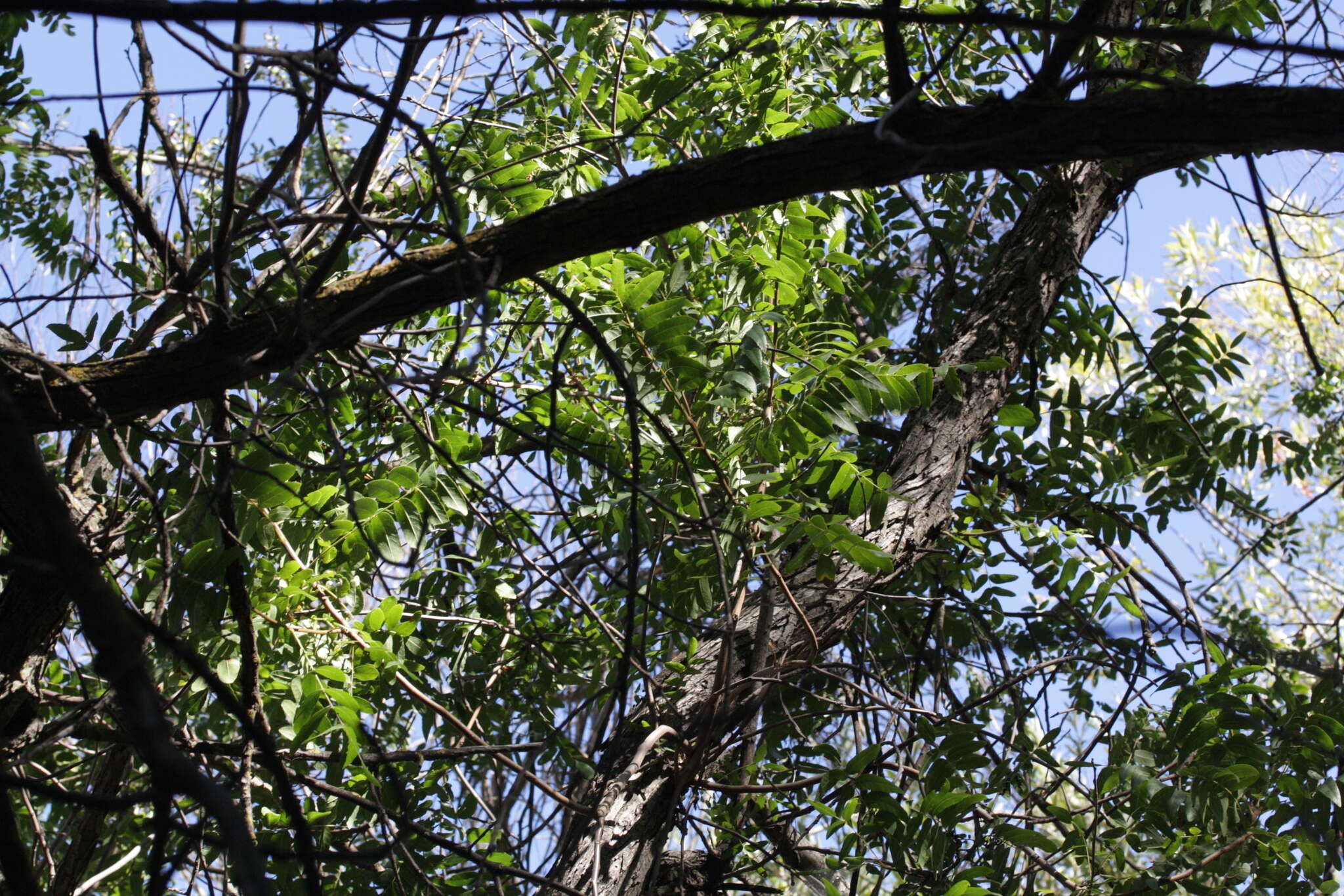 Image de Juglans californica S. Wats.