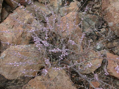 Image of Micromeria canariensis (P. Pérez) Puppo