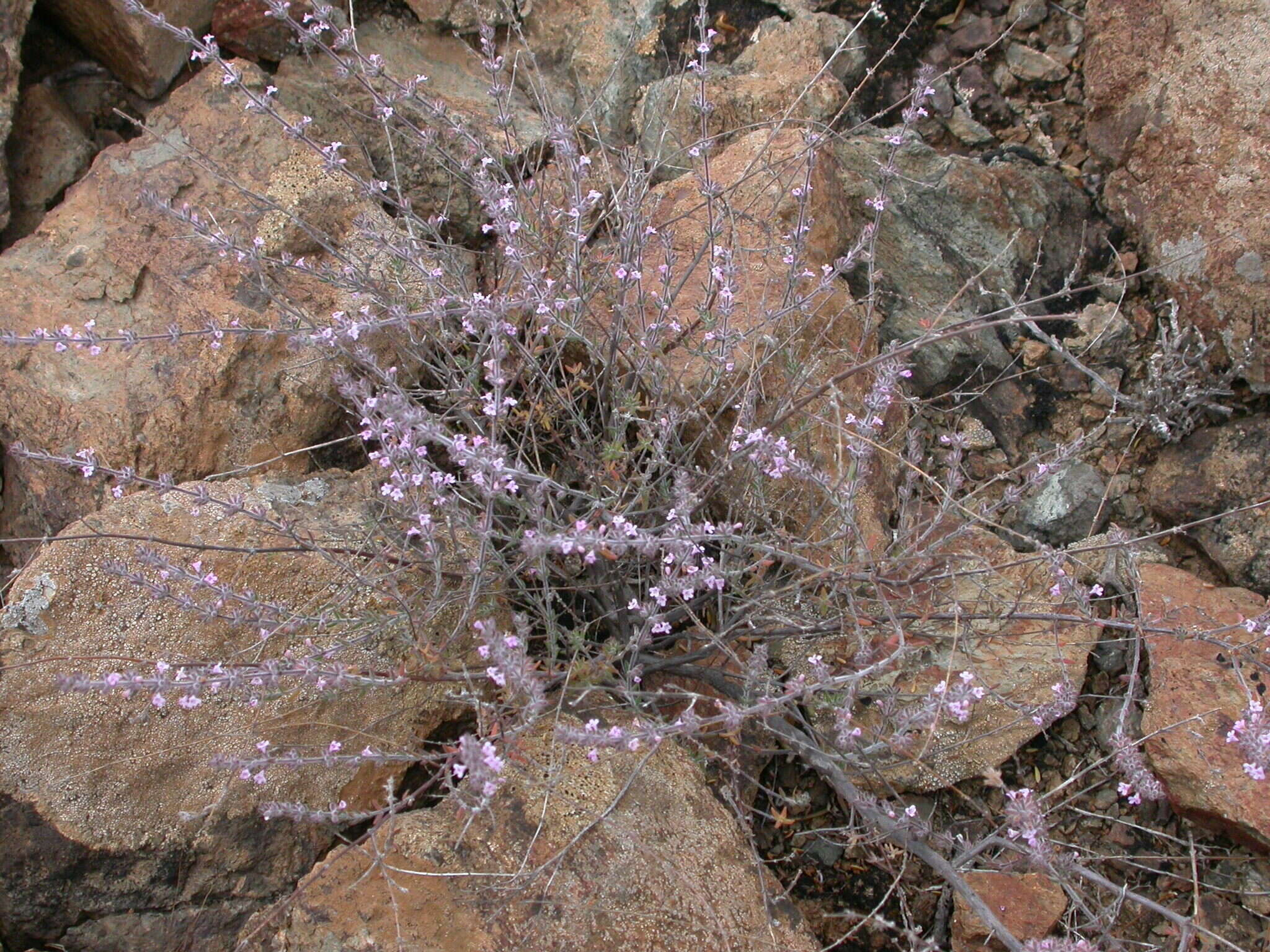 Image of Micromeria canariensis subsp. meridialis (P. Pérez) Puppo
