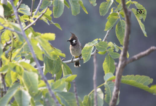 Image of Himalayan Bulbul