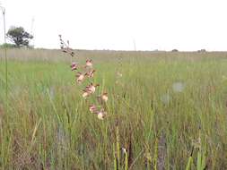 Image de Eulophia angolensis (Rchb. fil.) Summerh.