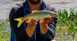 Image of Smallmouth yellowfish