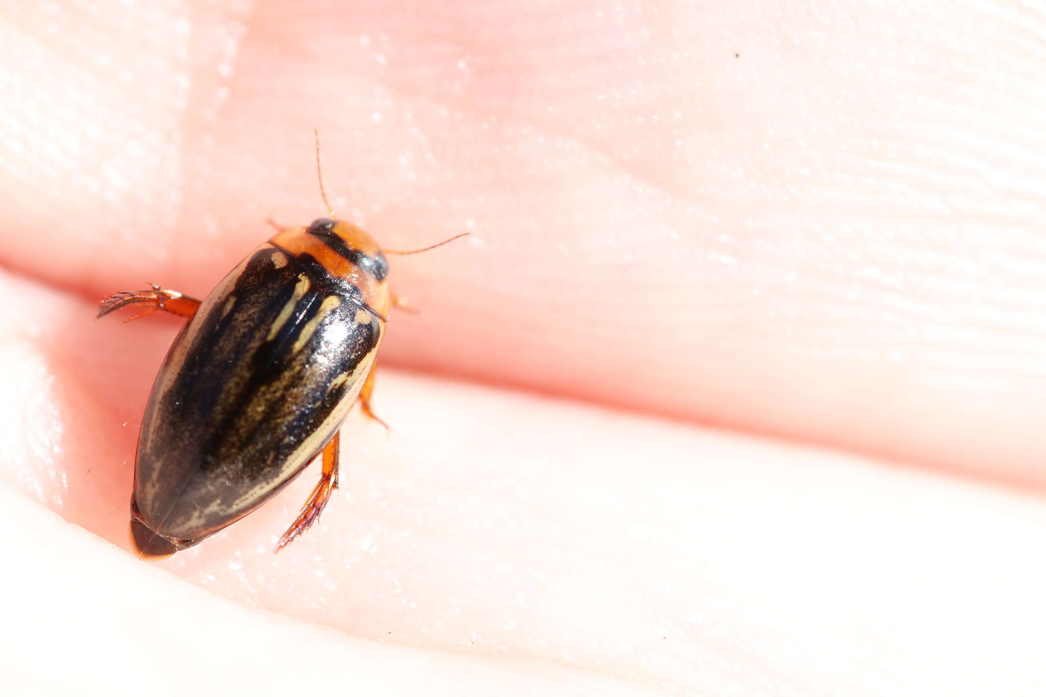 Image of Coptotomus longulus Le Conte 1852