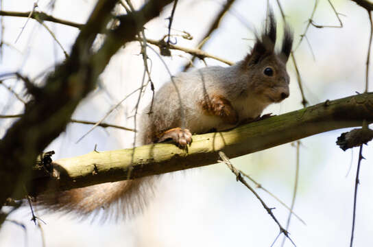 Image of Sciurus vulgaris ognevi Migulin 1928