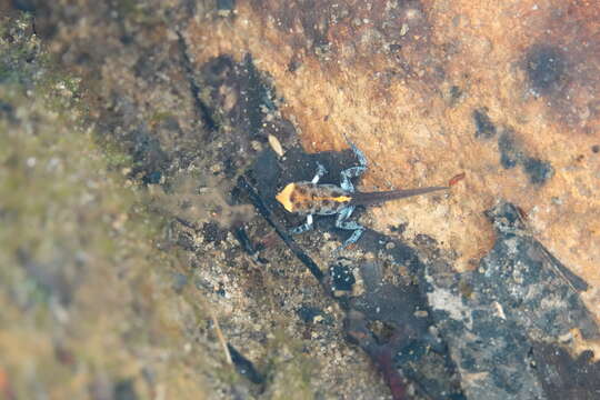 Image of Red-crowned Toadlet