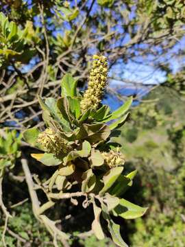 صورة Escallonia pulverulenta (Ruiz & Pav.) Pers.