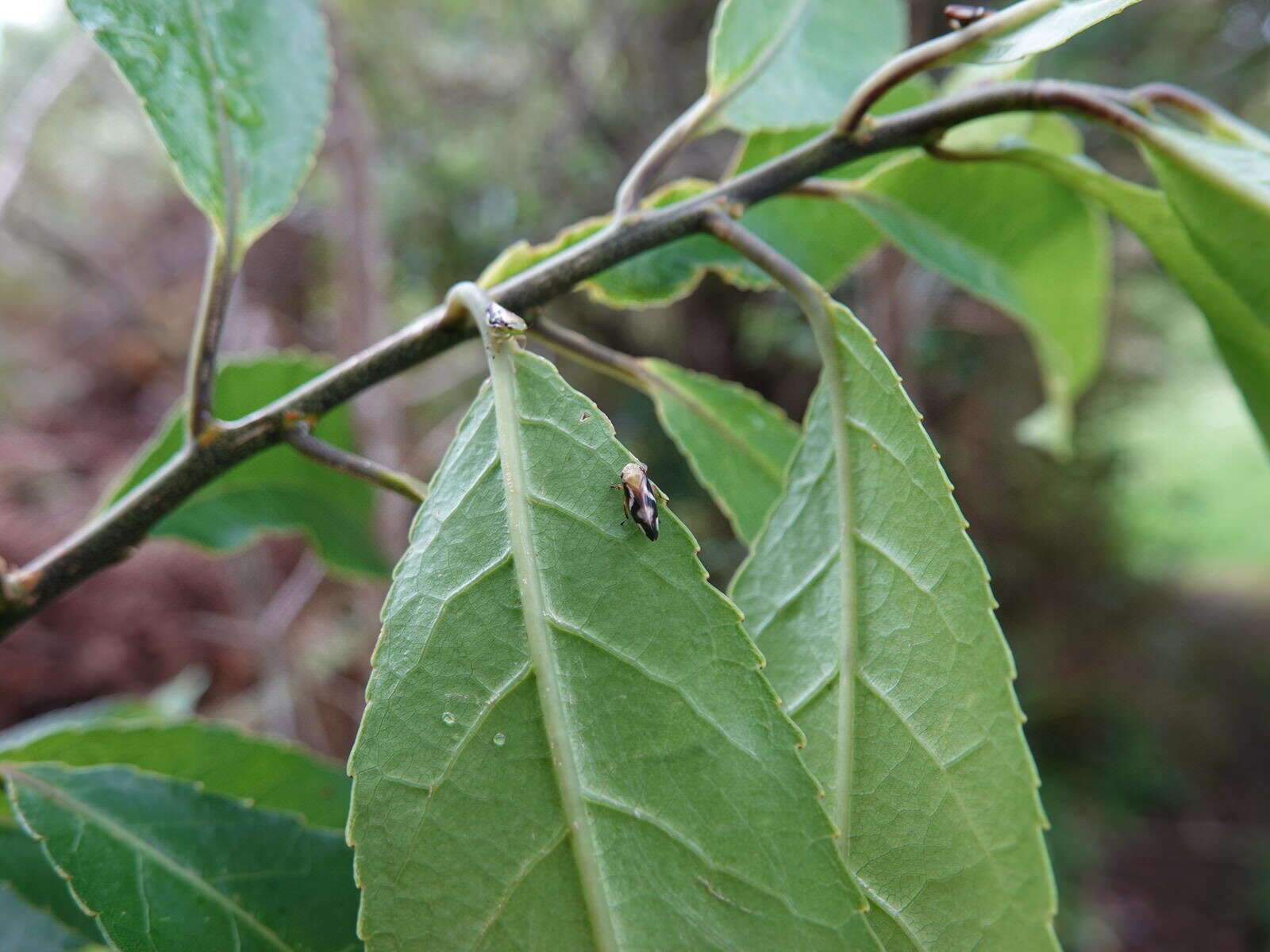 Image of Carystoterpa fingens (Walker 1851)