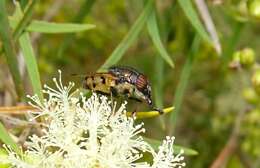 Stomorhina discolor (Fabricius 1794) resmi