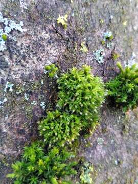 Image of orthotrichum moss