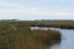 Image of American bulrush