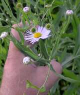 Boltonia decurrens (Torr. & A. Gray) Wood resmi