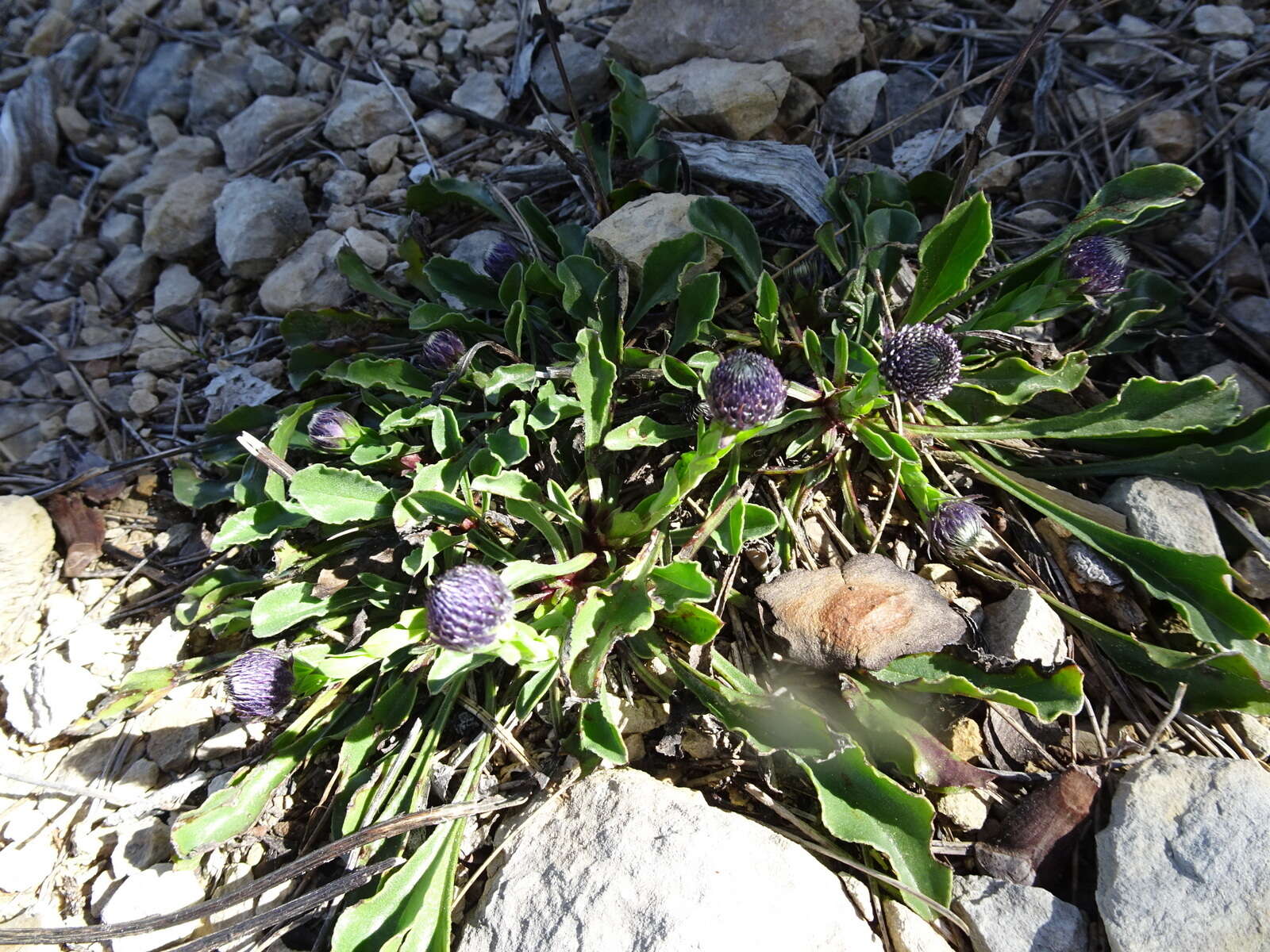 Image of Globularia vulgaris L.