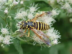 Image of Eastern Hornet Fly