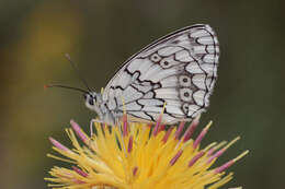 Image of Melanargia larissa Hübner 1827